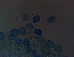 Macrolepiota ameriprocera