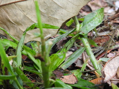 Image of Atlantoscia floridana