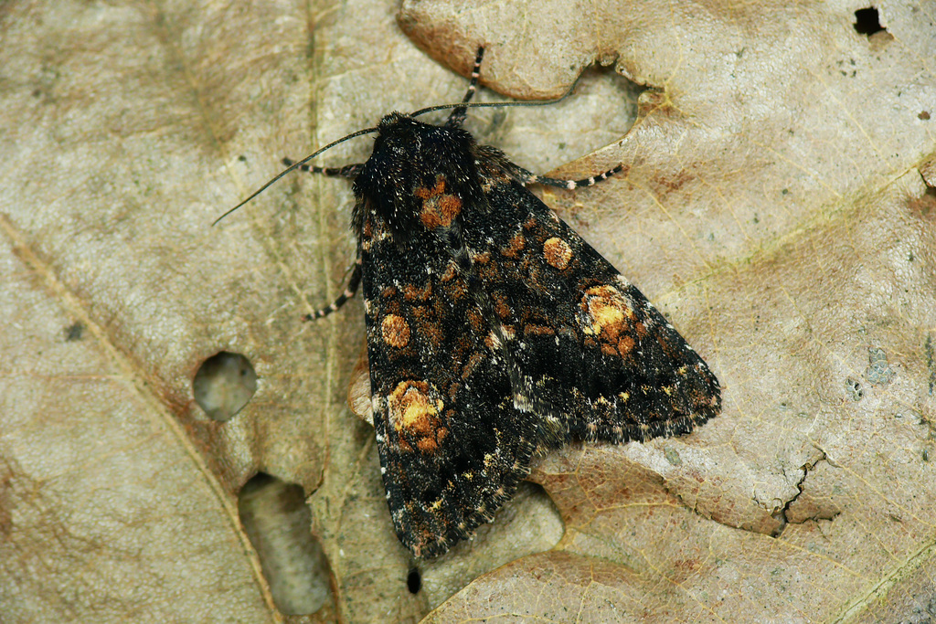 Apamea rubrirena