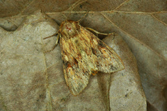 Apamea sublustris