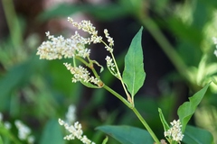 Koenigia phytolaccifolia