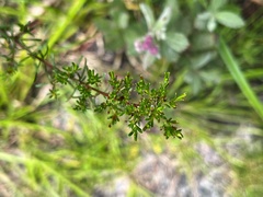 Hypericum limosum
