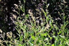 Koenigia phytolaccifolia