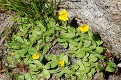 Erythranthe primuloides