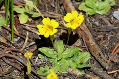 Erythranthe primuloides