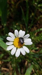 Oxythyrea