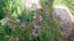 Salvia hierosolymitana