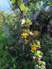 Berberis actinacantha