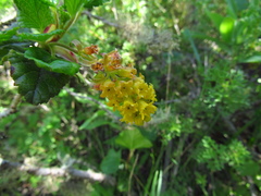 Ribes punctatum
