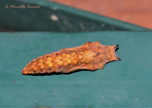 Dilgėlinukas nuotrauka