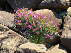 Epilobium rigidum