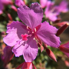 Epilobium rigidum
