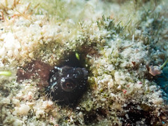 Emblemaria pandionis