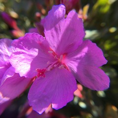 Epilobium rigidum