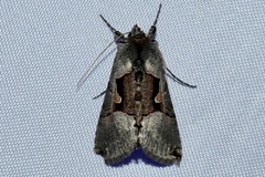 Autographa ampla