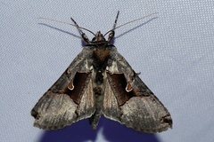 Autographa ampla