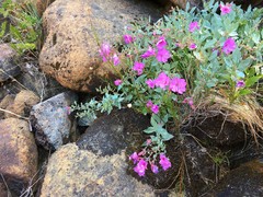 Epilobium rigidum