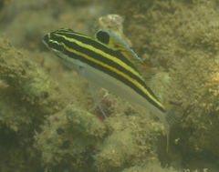 Two-Lined Monocle Bream photo 5