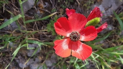Ranunculus asiaticus