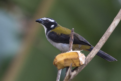 Saltator atripennis