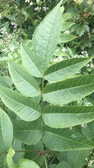 Fraxinus nigra image
