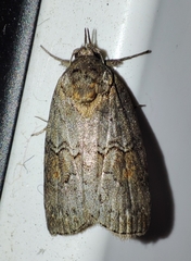 Nycteola asiatica