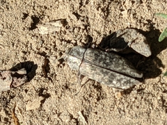 Poecilonota