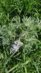 Lupinus pilosus