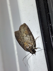 Nycteola asiatica