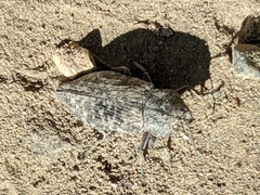 Poecilonota