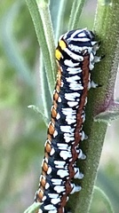 Cucullia dorsalis