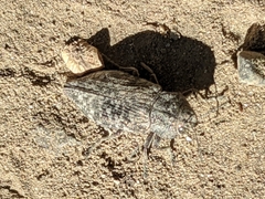 Poecilonota