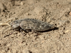 Poecilonota