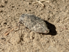 Poecilonota