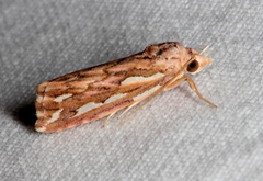 Meyrickella torquesauria