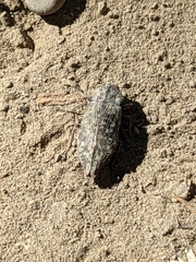 Poecilonota