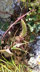 Umbilicus intermedius