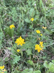 Lotus corniculatus