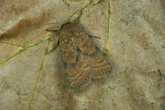 Hoplodrina blanda