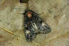 Apamea rubrirena