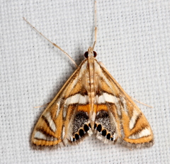 Margarosticha euprepialis