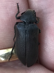 Sandalus petrophya