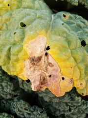 Xanthomonas campestris campestris