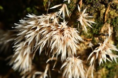 Pterulaceae