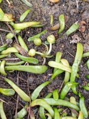 Lilaeopsis chinensis