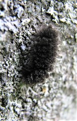 Cybosia