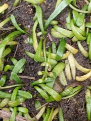 Lilaeopsis chinensis