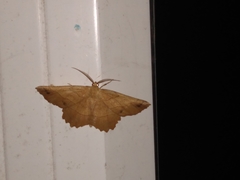 Euchlaena johnsonaria