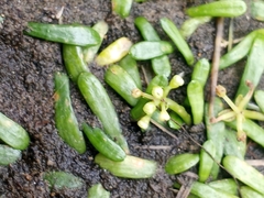 Lilaeopsis chinensis