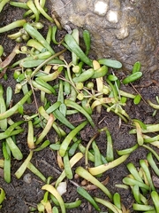 Lilaeopsis chinensis